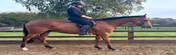 Irish Thoroughbred horses for sale: Elmast in Blackwood - Advert 4