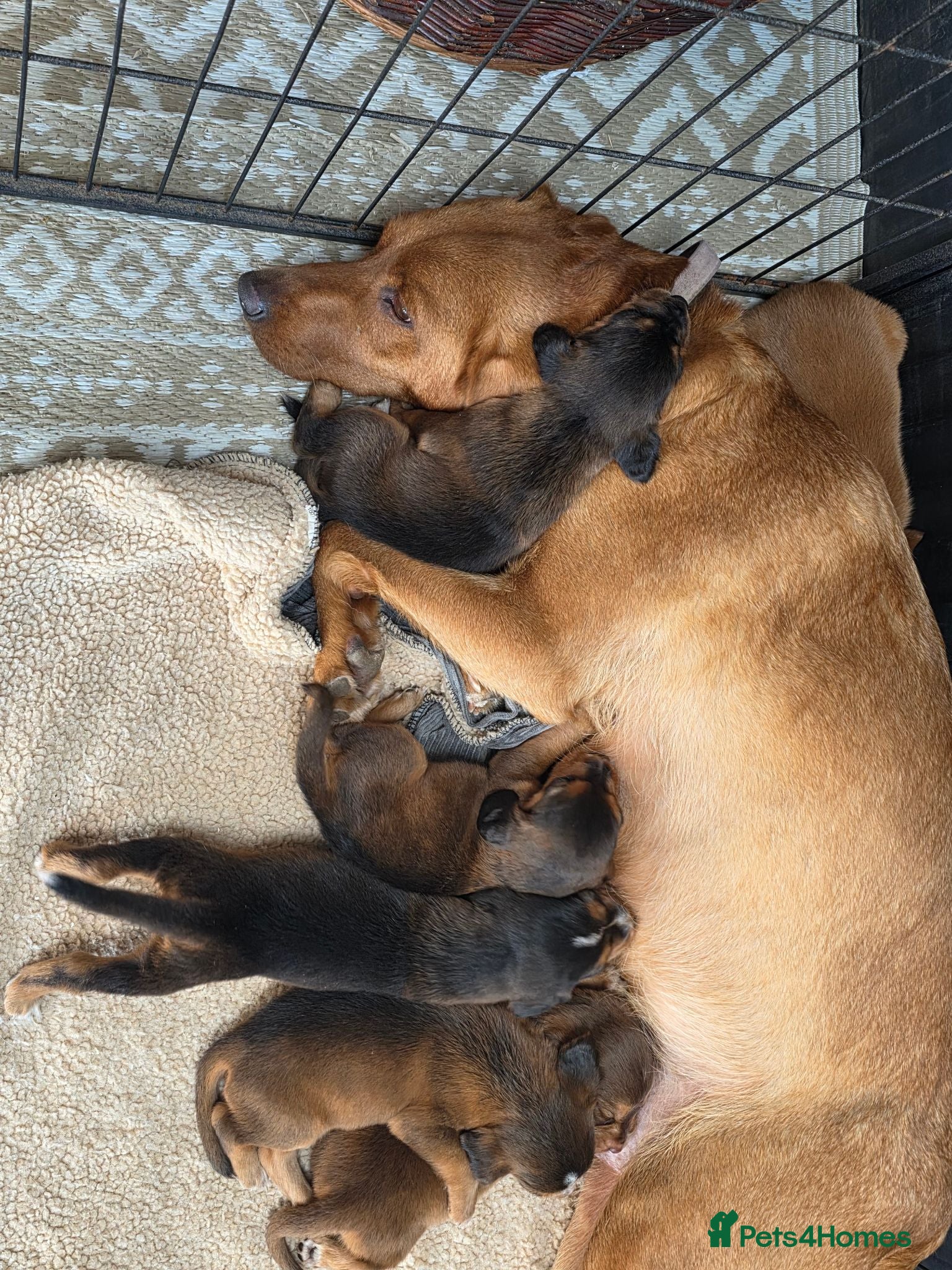 Cockerdor dogs Beautiful Sable Male Cockerdor Puppy Ready 2ndSept - Advert 6