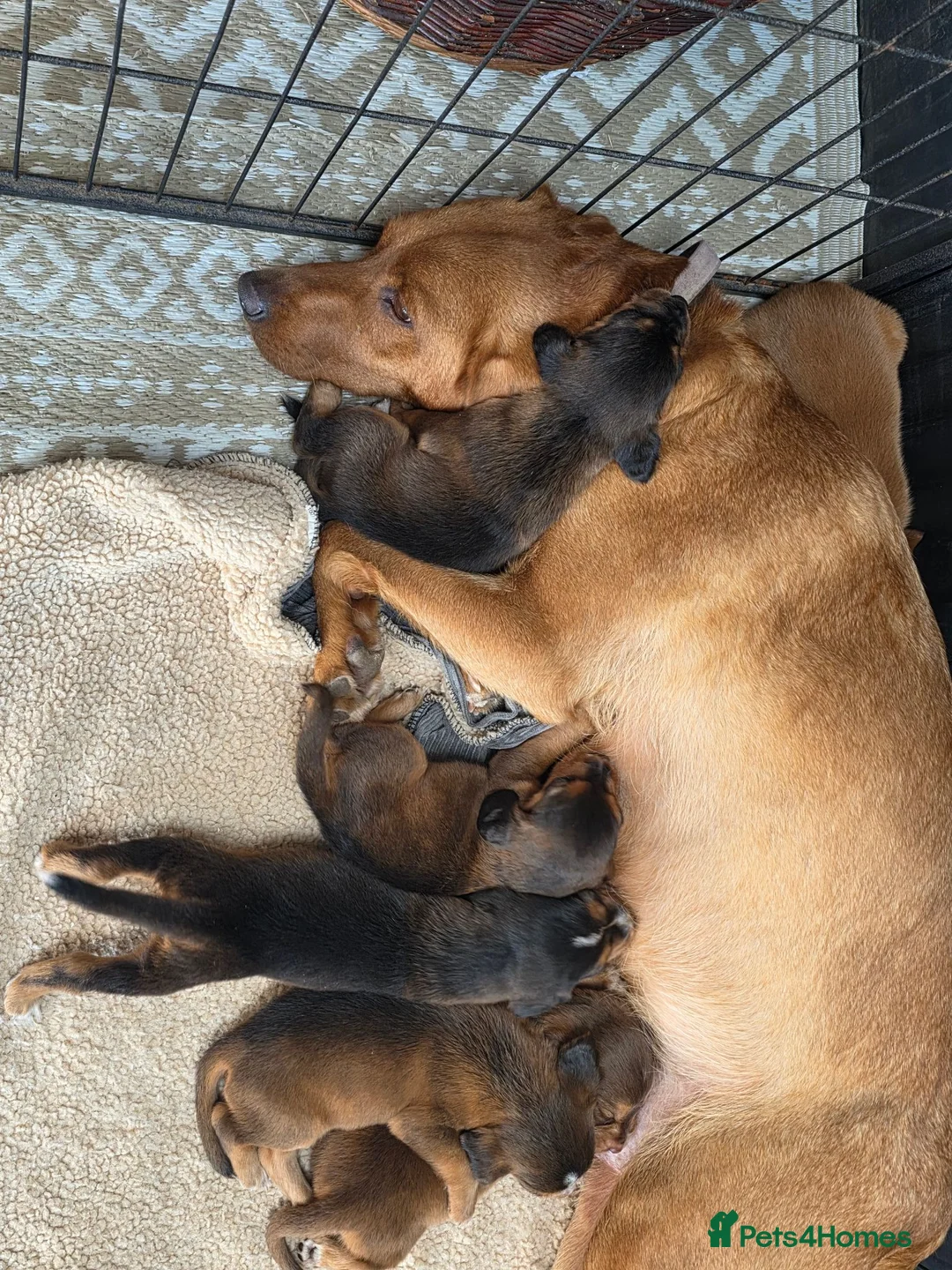 Cockerdor dogs for sale: Beautiful Sable Male Cockerdor Puppy Ready 2ndSept - Advert 1