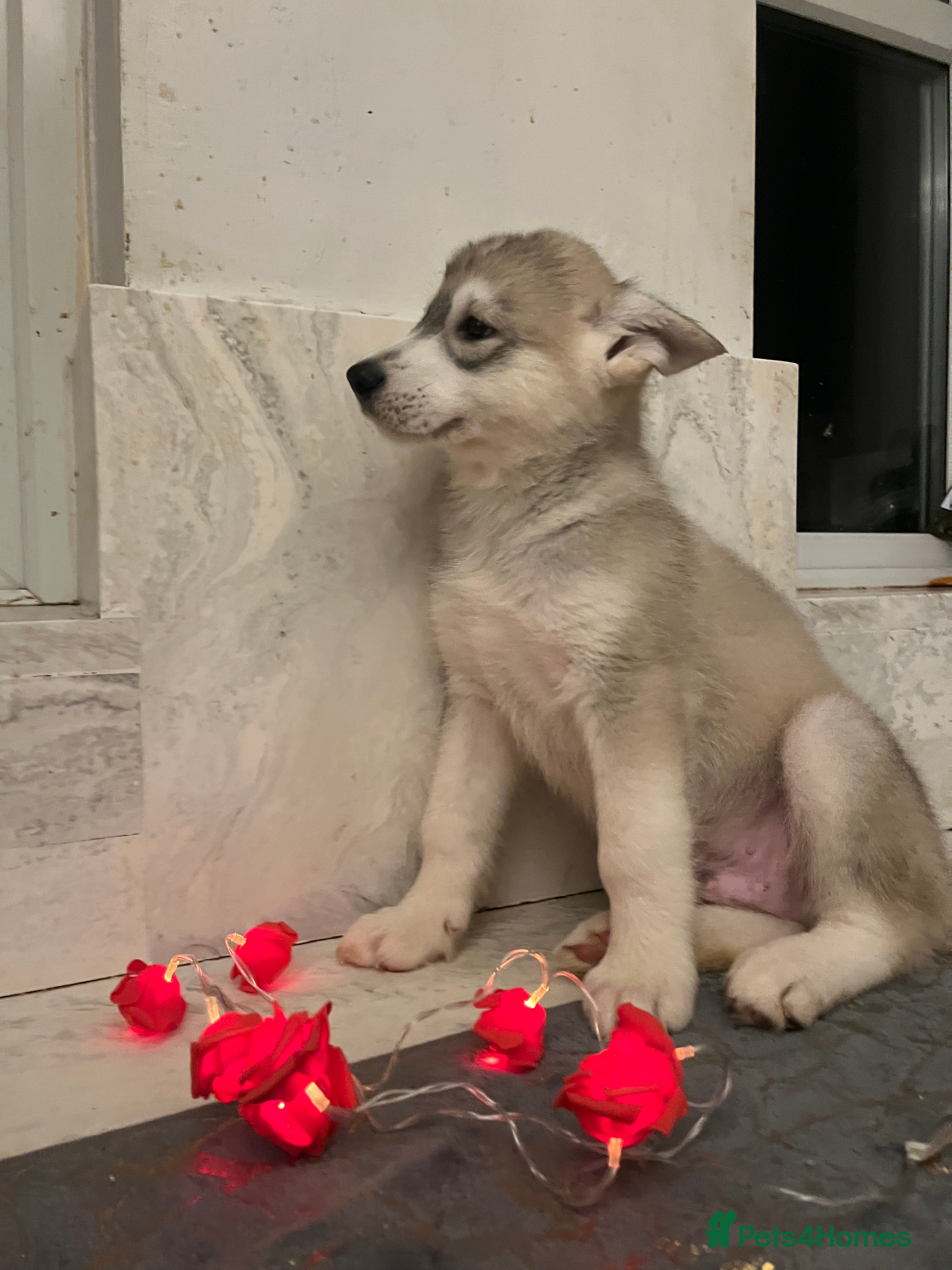 Northern Inuit dogs Northern Innuit puppies for sale  - Advert 1