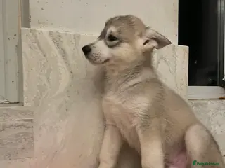 Northern Inuit dogs Northern Innuit puppies for sale - Advert 1