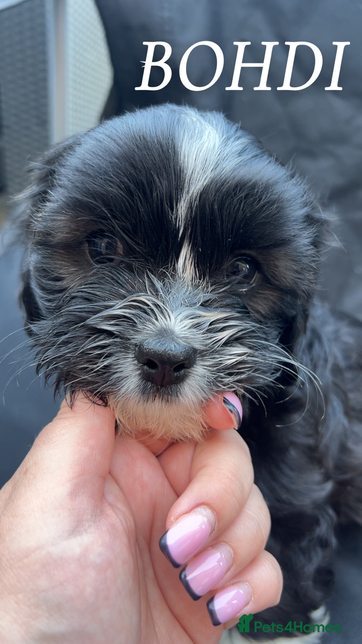 Cava Tzu dogs Ready Now Gorgeous Cava Tzu F1 Pups  - Advert 2