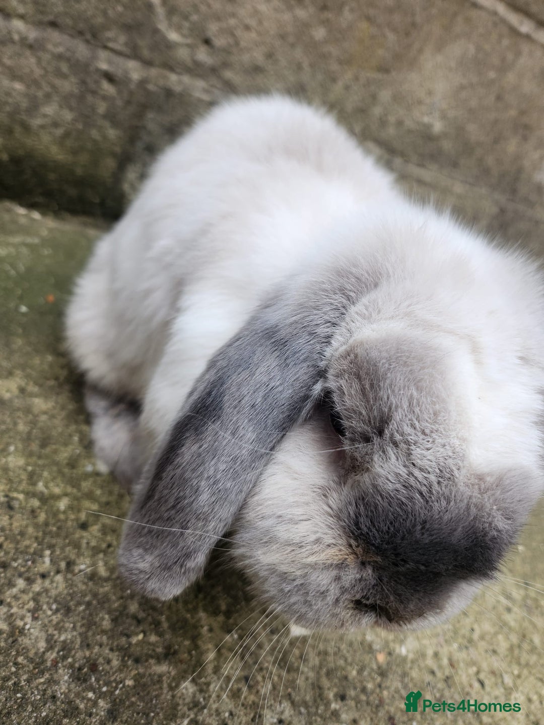 English Lop rabbits for sale: Lovely male rabbit  - Advert 1