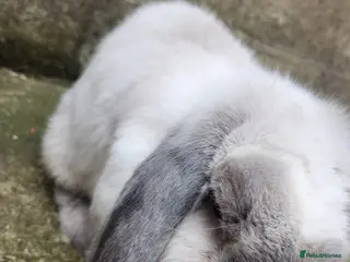English Lop rabbits Lovely male rabbit - Advert 2