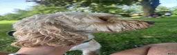 Cockapoo dogs for stud: Toby for Stud - Advert 1