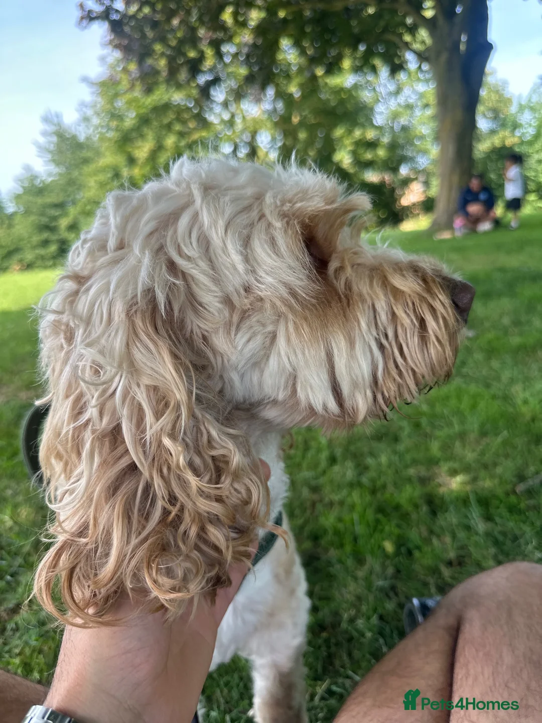 Cockapoo dogs for stud: Toby for Stud - Advert 1