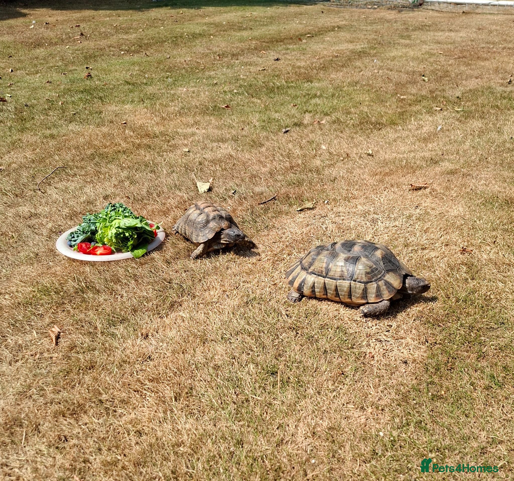 Tortoise reptiles 2 Adult Marginated Tortoise - Advert 1