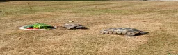 Tortoise reptiles for sale: 2 Adult Marginated Tortoise in Lichfield - Advert 1