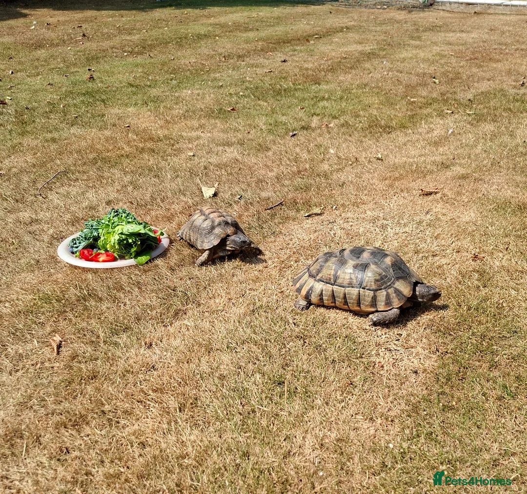 Tortoise reptiles for sale: 2 Adult Marginated Tortoise in Lichfield - Advert 1