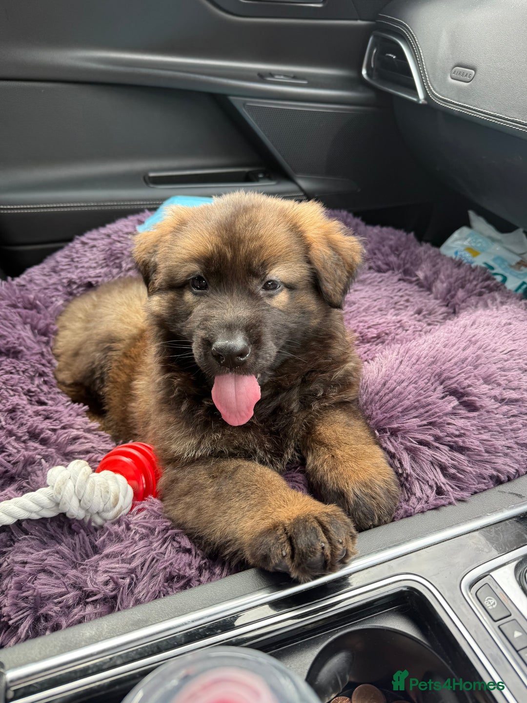 German Shepherd dogs for sale: 15 week old working line German Sheppard  - Image 2