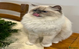 Ragdoll cats for sale: WORLD BEATIFUL RAGDOLL KITTEN/FIFe - Image 16