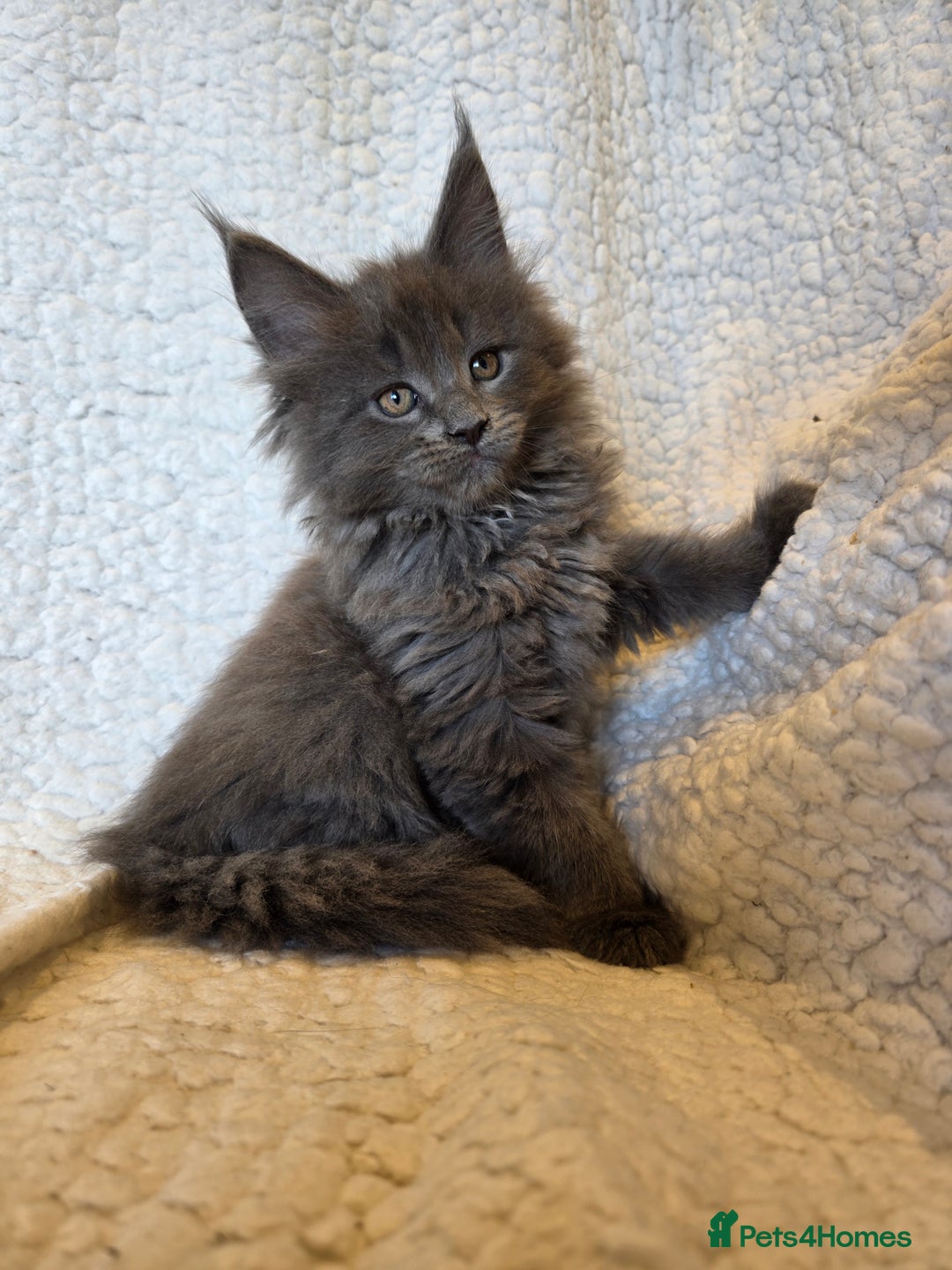 Maine Coon cats for sale: 4 x large bundles of fun - Image 5