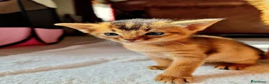 Abyssinian Kitten 2