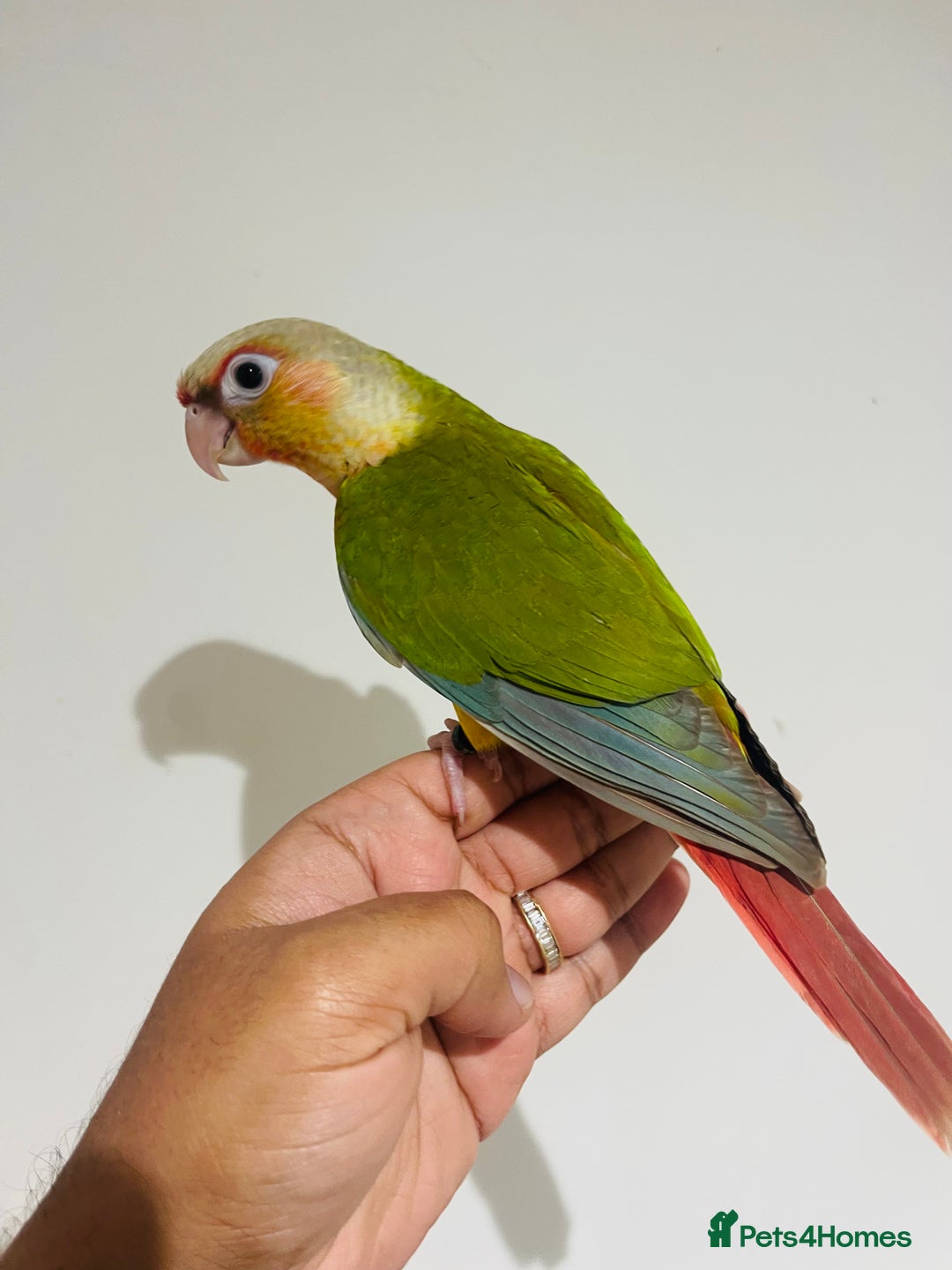 Conures birds for sale: Hand reared conures for sale  - Advert 5
