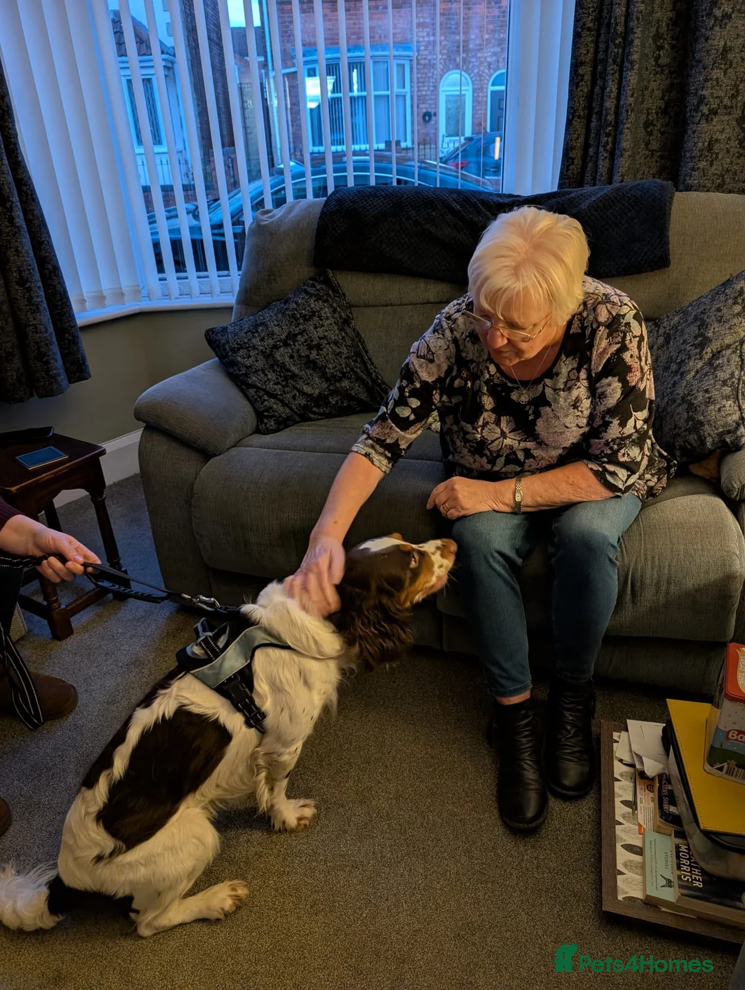 English Springer Spaniel dogs for adoption: 💙Tommy💙 2 yo Affectionate Lively Friendly boy in Gainsborough - Advert 8