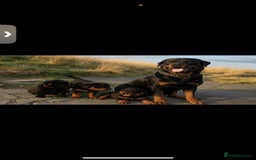 Mixed Breed dogs for sale: Corso weilers  - Image 13