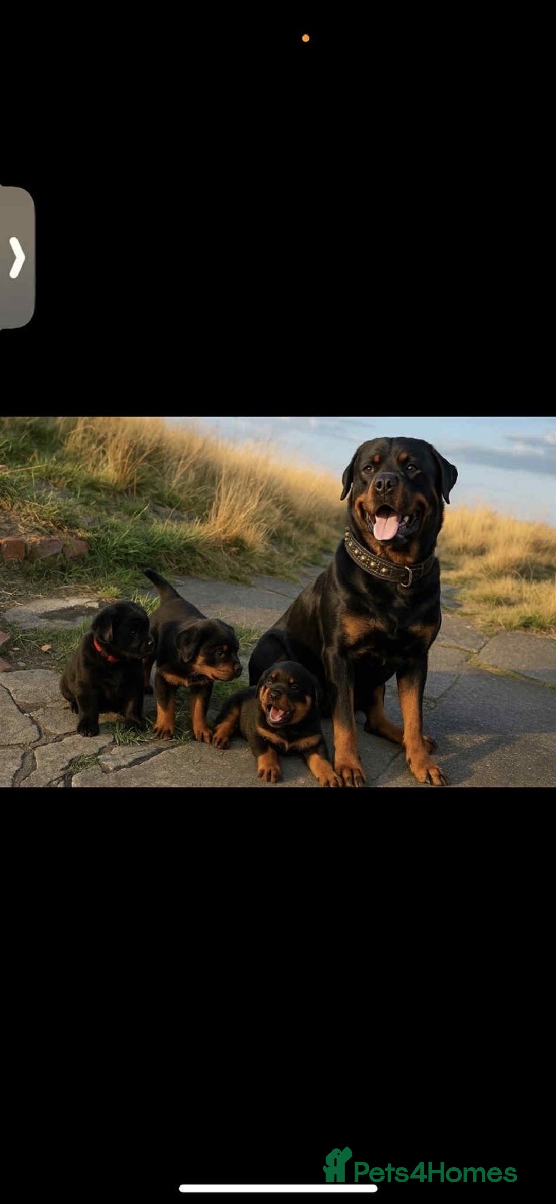 Mixed Breed dogs for sale: Corso weilers  - Image 13