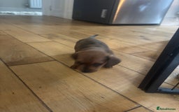 Miniature Dachshund dogs for sale: Miniature smoothed haired dachshund  - Image 9