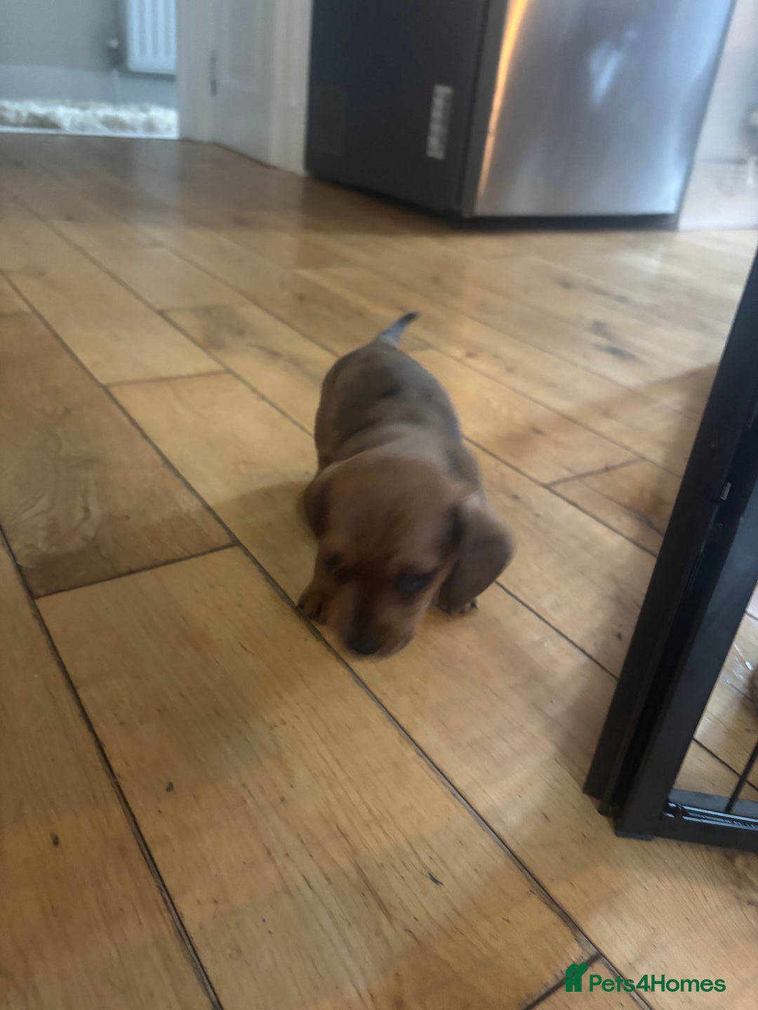 Miniature Dachshund dogs for sale: Miniature smoothed haired dachshund  - Image 9