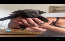 Mixed Breed dogs for sale: Lakeland x  - Image 9