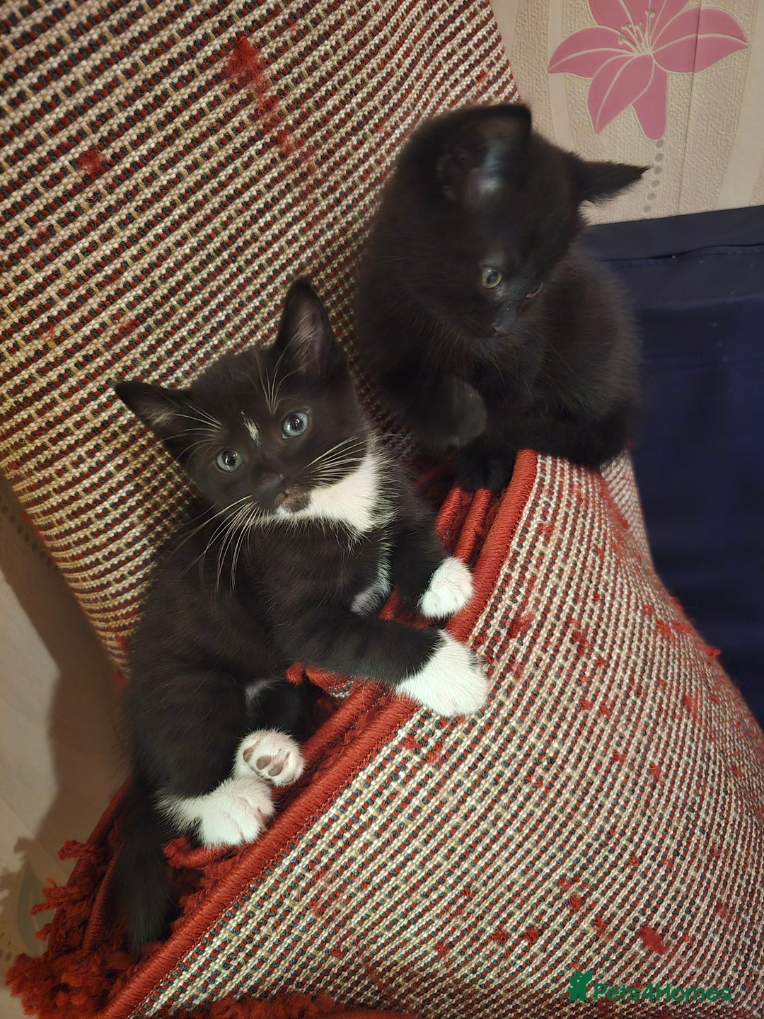 Mixed Breed cats for sale: 5 BEAUTIFUL KITTENS LOOKING NEW HOME  - Image 20
