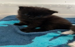 Ragdoll cats for sale: Ragdoll cross  - Image 2
