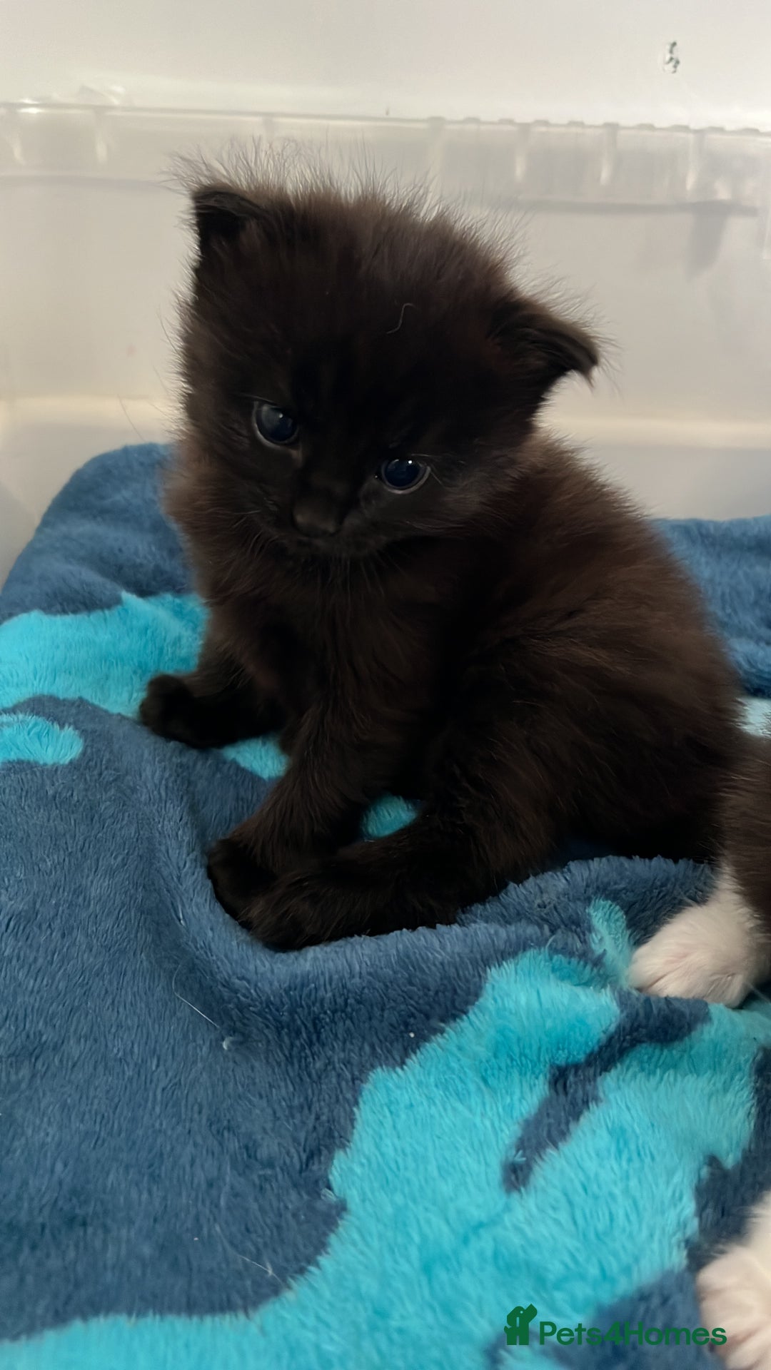Ragdoll cats for sale: Ragdoll cross  - Image 2