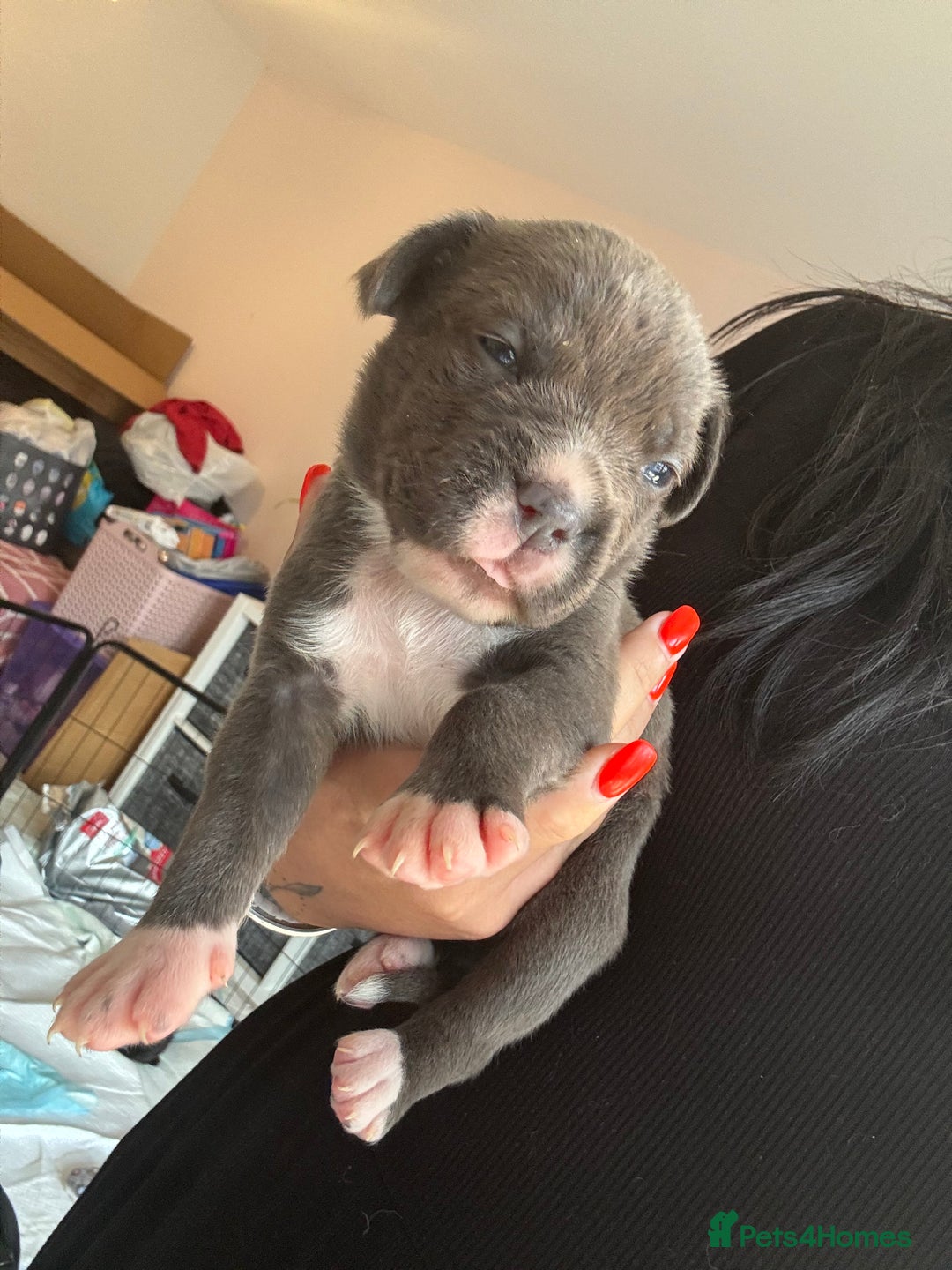 Mixed Breed dogs for sale: Rare breeding American x Bulldog x Cane Corso Pups - Image 11
