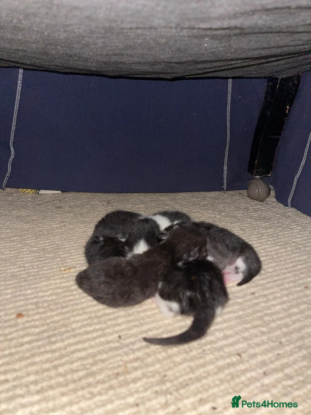 Mixed Breed cats for sale: cute little kittens will be looking for  home soon in Lymington - Advert 2