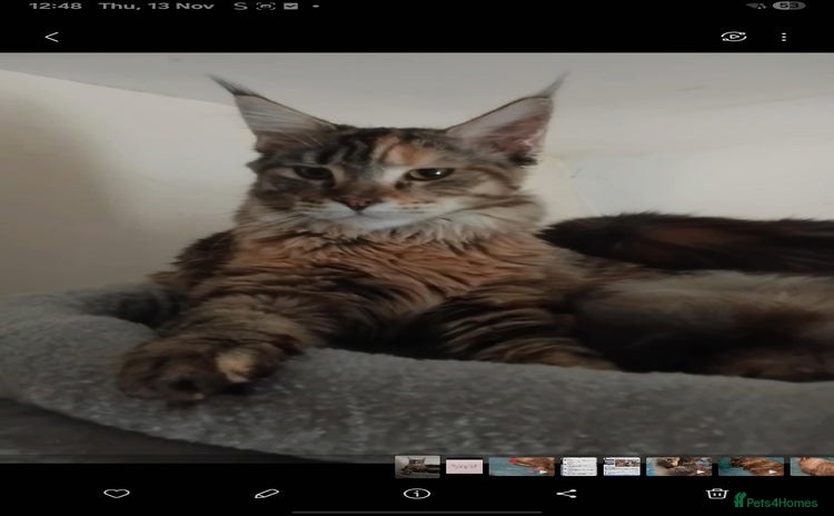 Maine Coon cats - Advert 14