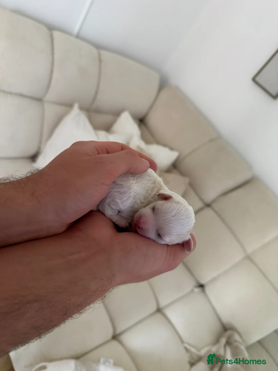 Maltipoo dogs for sale: Beautiful Maltipoo Puppies –Nela’s Final Litter 🐾 - Advert 2