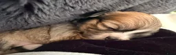 Mixed Breed dogs for sale: Malchi puppies - Advert 31