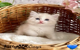 Ragdoll cats for sale: 🐾🩷*TICA REG* LYNX TABBY EU RAGDOLL KITTENS🩵🐾 - Image 16