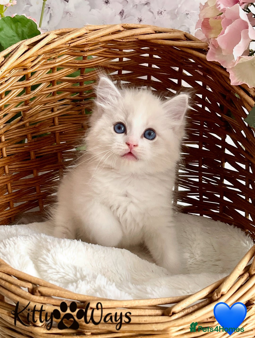 Ragdoll cats for sale: 🐾🩷*TICA REG* LYNX TABBY EU RAGDOLL KITTENS🩵🐾 - Image 16