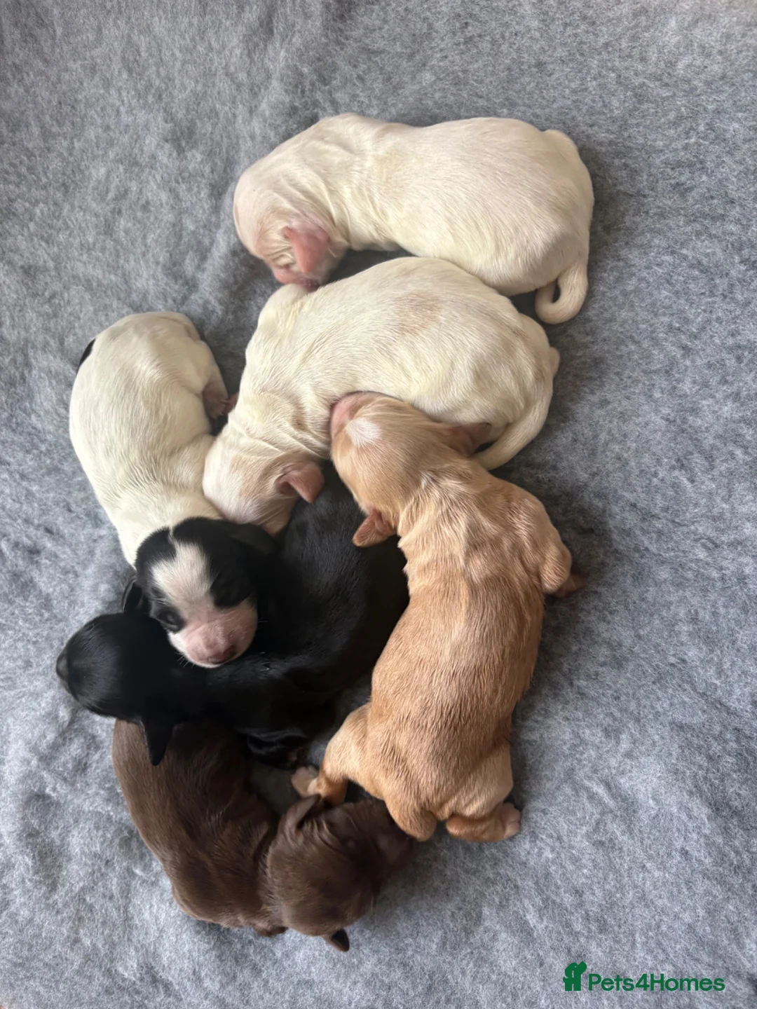 Cocker Spaniel dogs for sale: Beautiful litter of Working Cocker Spaniels - Advert 1