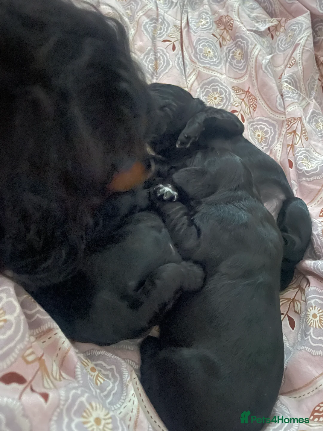 Cocker Spaniel dogs for sale: Working cocker spaniel puppies  in Cullompton - Advert 2