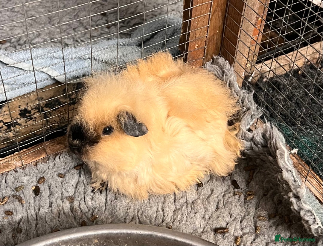 Guinea Pig rodents for sale: Two pairs of bonded Texel and Lunkarya boys - Advert 2