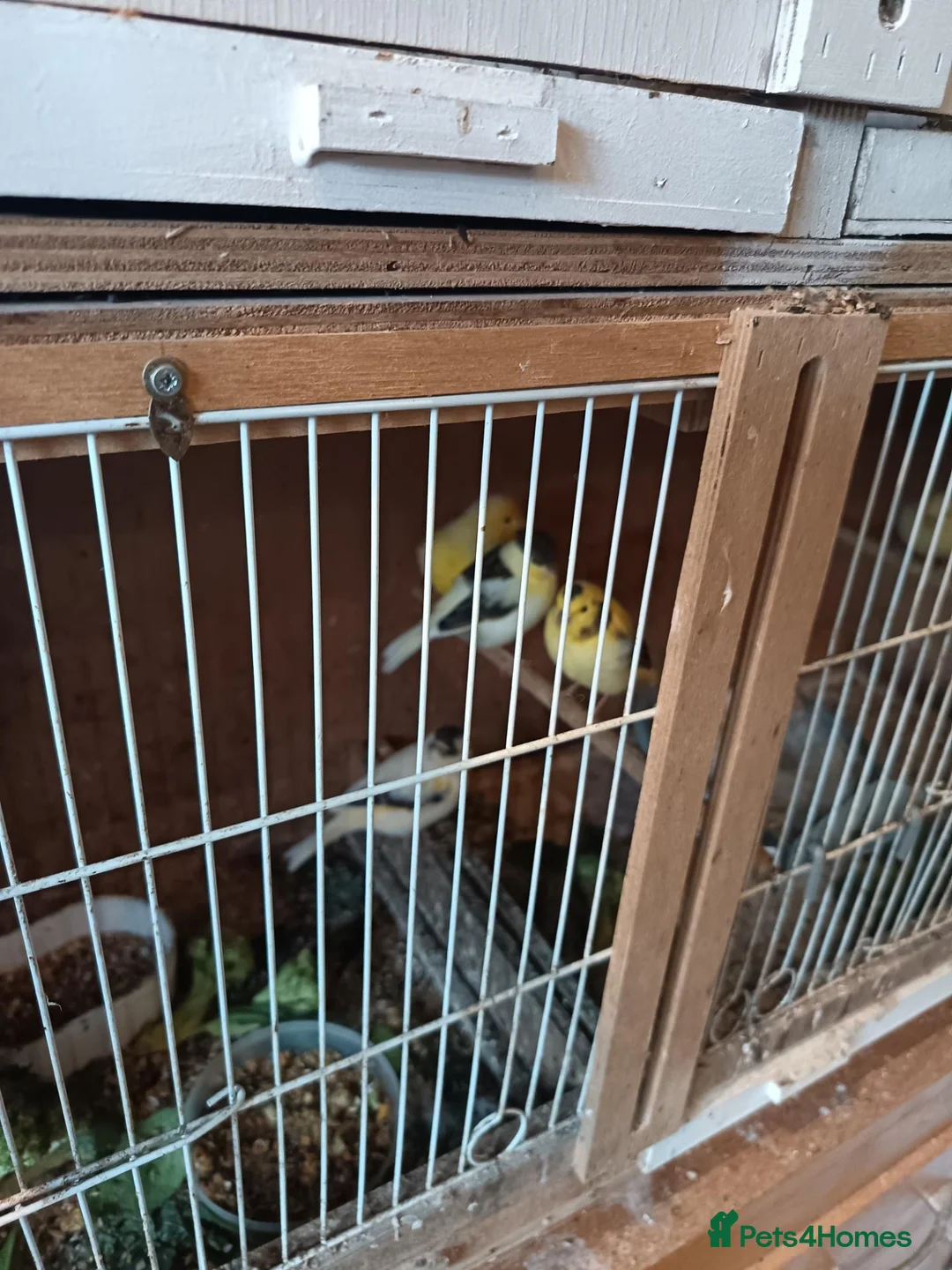 Canaries birds for sale: 5 unsexed canaries  - Advert 2