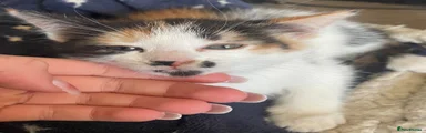 Mixed Breed Kitten 2