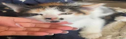 Mixed Breed cats for sale: 4 female kittens. mixed black white and ginger.  - Advert 3