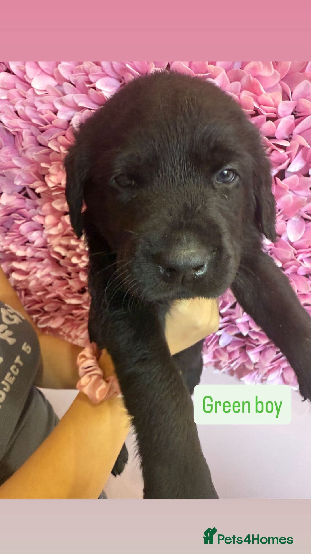 Labrador Retriever dogs for sale: Last 3 boy Labrador puppies for sale  - Image 8