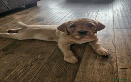 Goldador dogs for sale: Fox red lab x fox red retriever pups READY NOW - Image 24