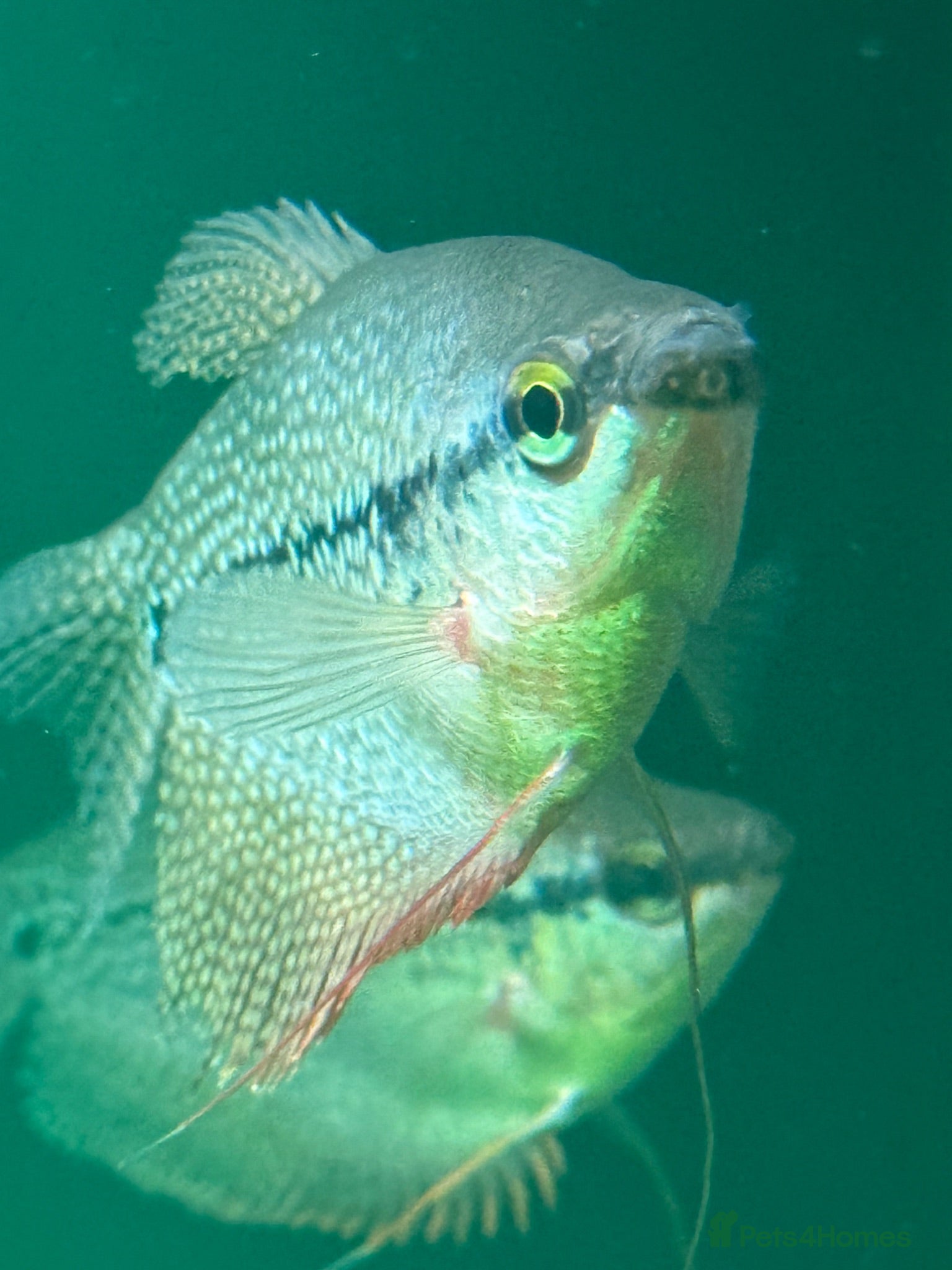 Gouramis fish Male Pearl Gourami - Advert 1