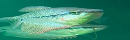 Gouramis fish for sale: Male Pearl Gourami in Bristol - Advert 1