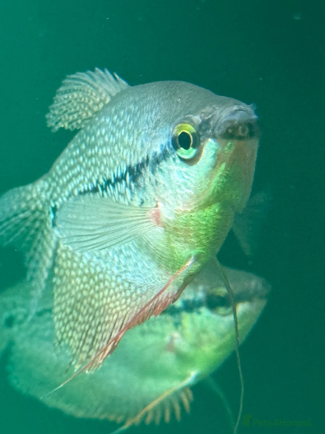 Gouramis fish for sale: Male Pearl Gourami in Bristol - Advert 1