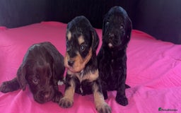 Cockapoo dogs for sale: Adorable cockapoo puppies  - Advert 6