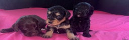 Cockapoo dogs for sale: 3 remaining Adorable cockapoo puppies  - Advert 14