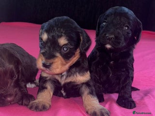 Cockapoo dogs Adorable cockapoo puppies - Advert 12