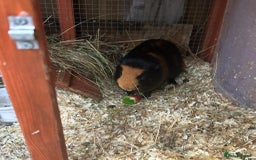 Guinea Pig rodents for sale: GIRLS AND BOYS (SINGLES AND BONDED  - Image 10