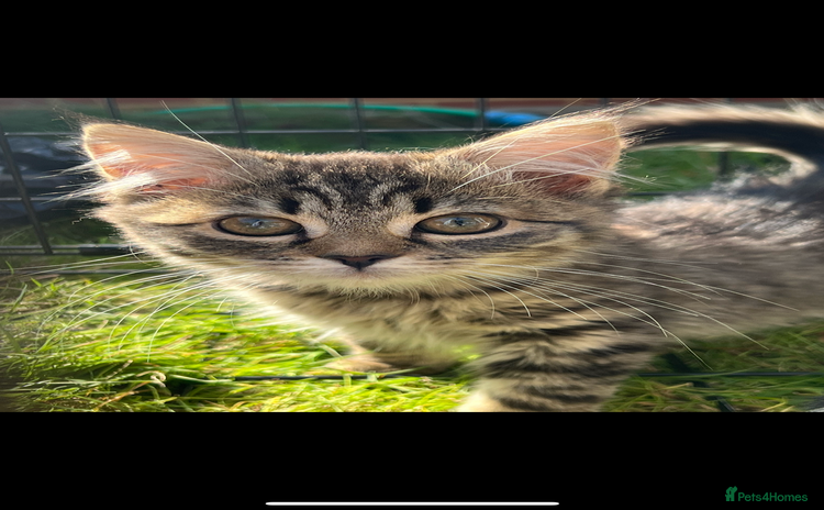 American Shorthair cats - Advert 6